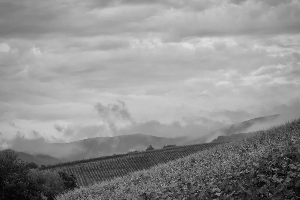 Vineyard landscape with misty hills in monochrome, capturing a tranquil and timeless atmosphere