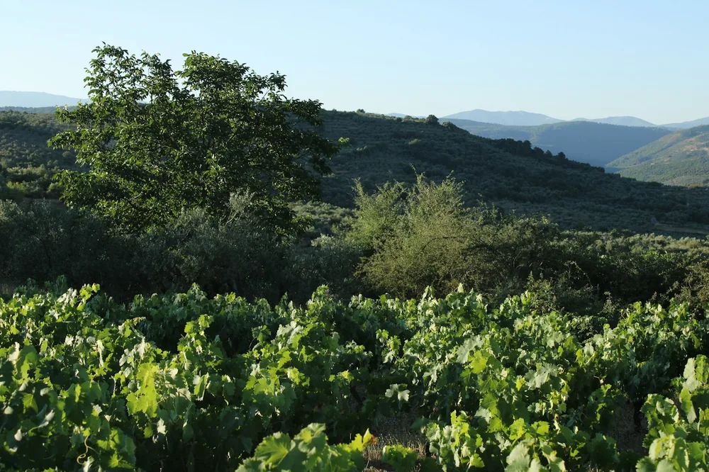 Vineyard landscape with rolling hills and trees