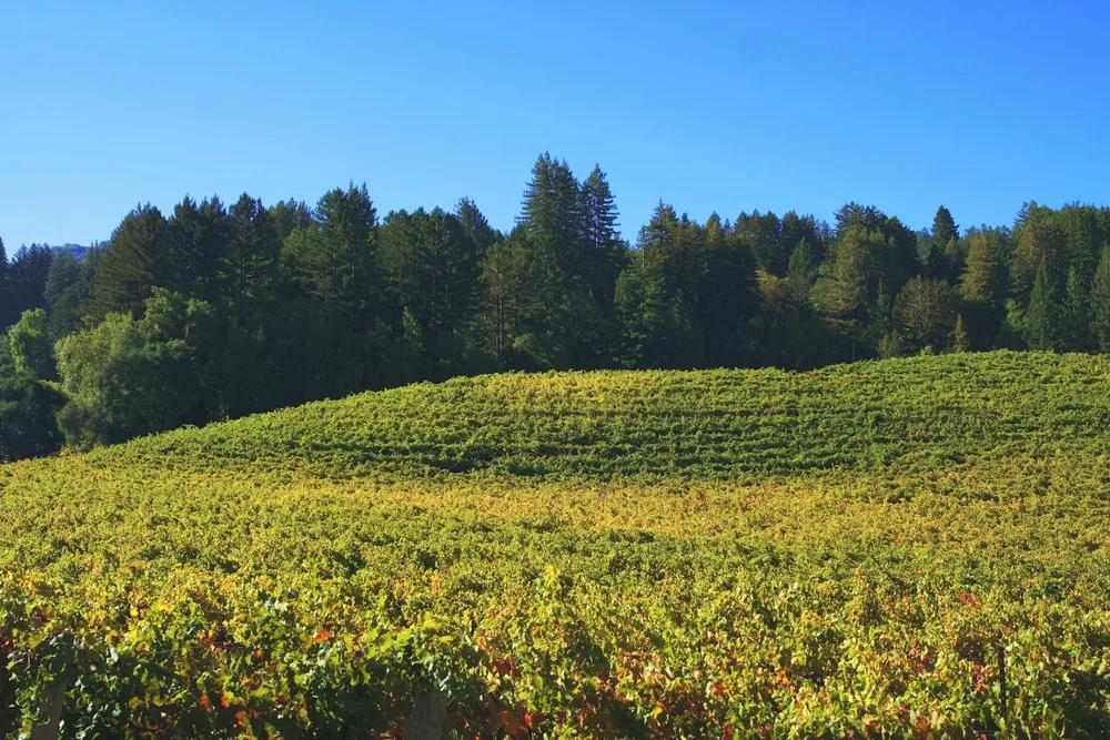Vineyard landscape with rolling hills and trees