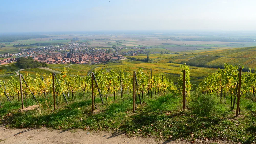 Vineyard landscape with view of a rural village and expansive fields under a clear sky