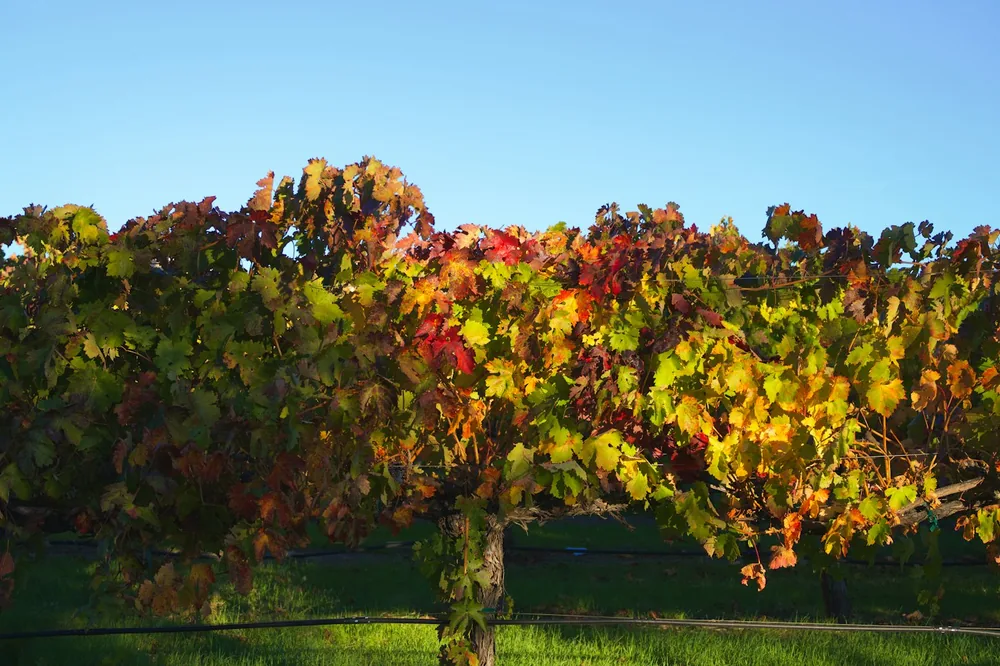 Vineyard leaves changing colors under a clear blue sky