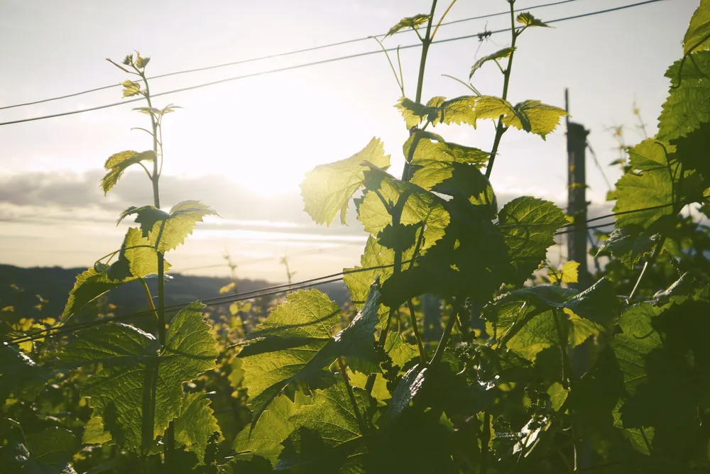 Vineyard leaves glowing in sunlight, showcasing rural serenity