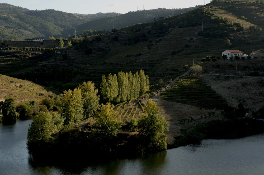 Vineyard nestled in lush green hills by a serene river