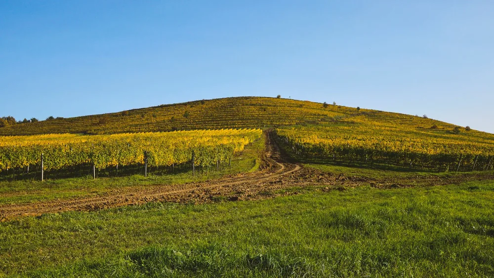 Vineyard on a hill with clear blue skies, ideal for agriculture stock