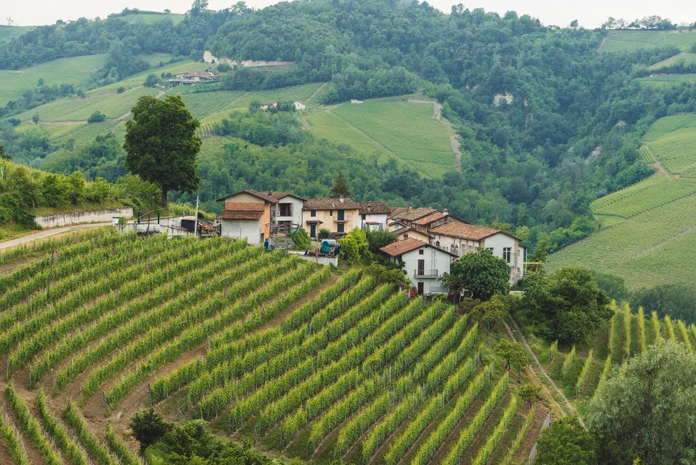 Vineyard on a hillside, accompanied by rustic houses with tiled roofs