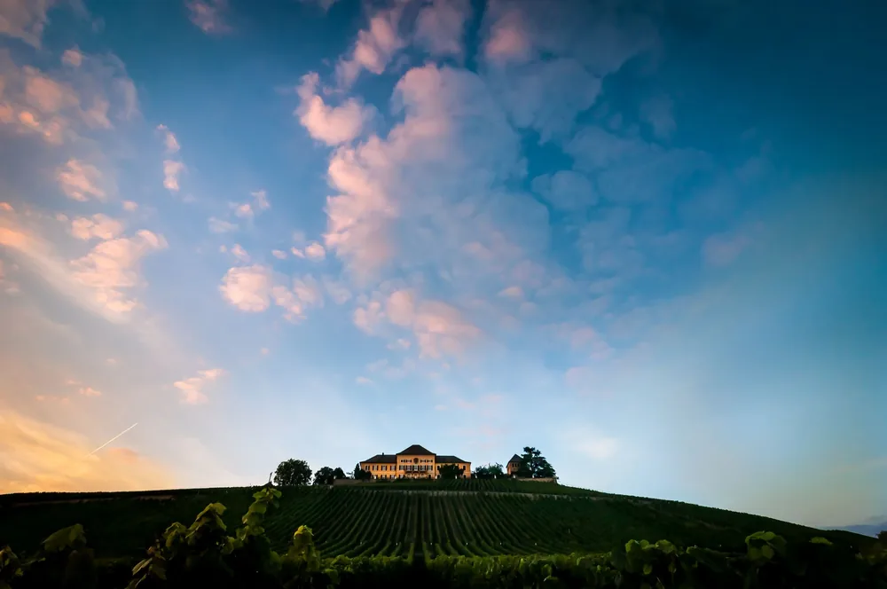 Vineyard on a hillside beneath a colorful sunset sky with clouds