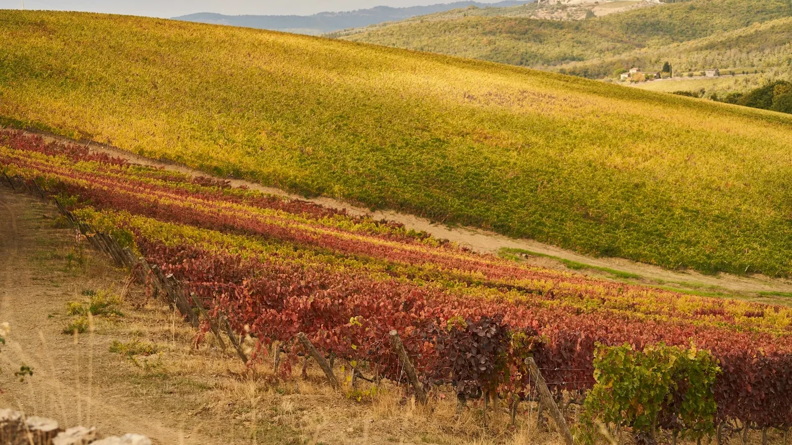 Vineyard on a hillside in autumn colors