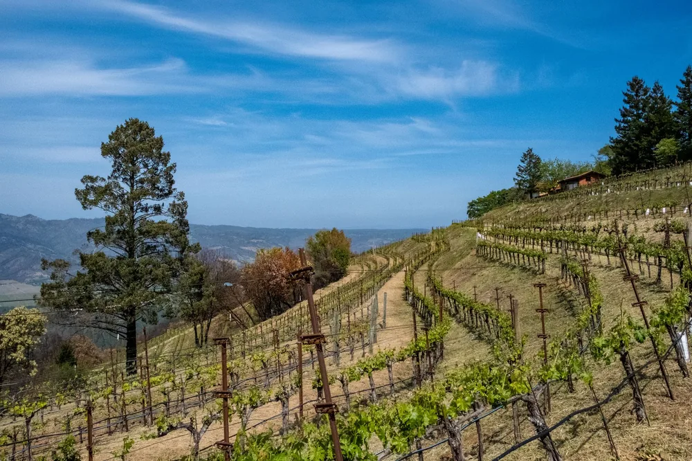 Vineyard on rolling hills under a clear sky in Napa Valley, California
