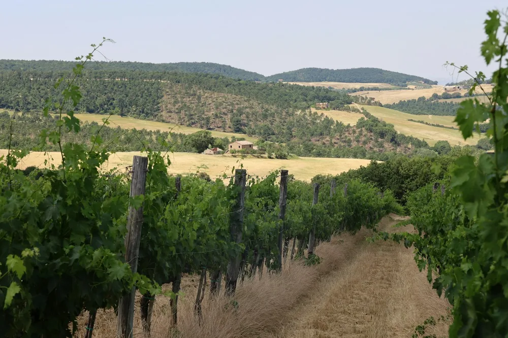 Vineyard outside Montepulciano