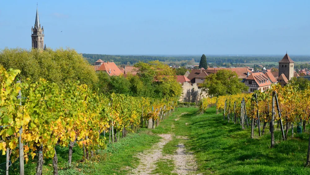 Vineyard path leading to a rural village with a church in the background during autumn