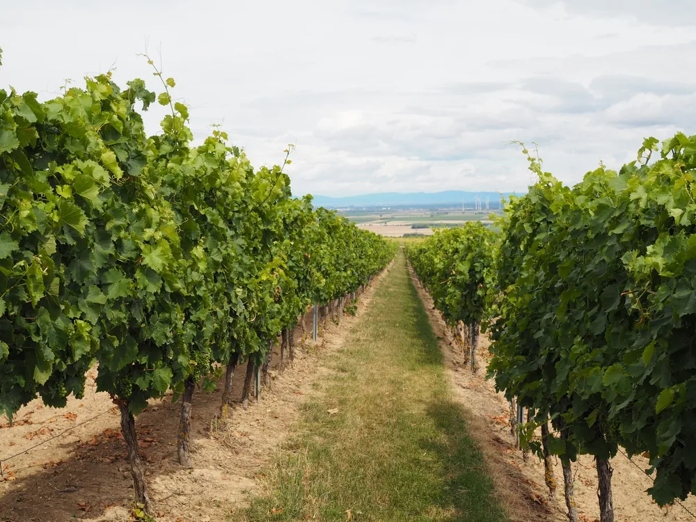 Vineyard path lined with thriving green grapevines under a clear sky