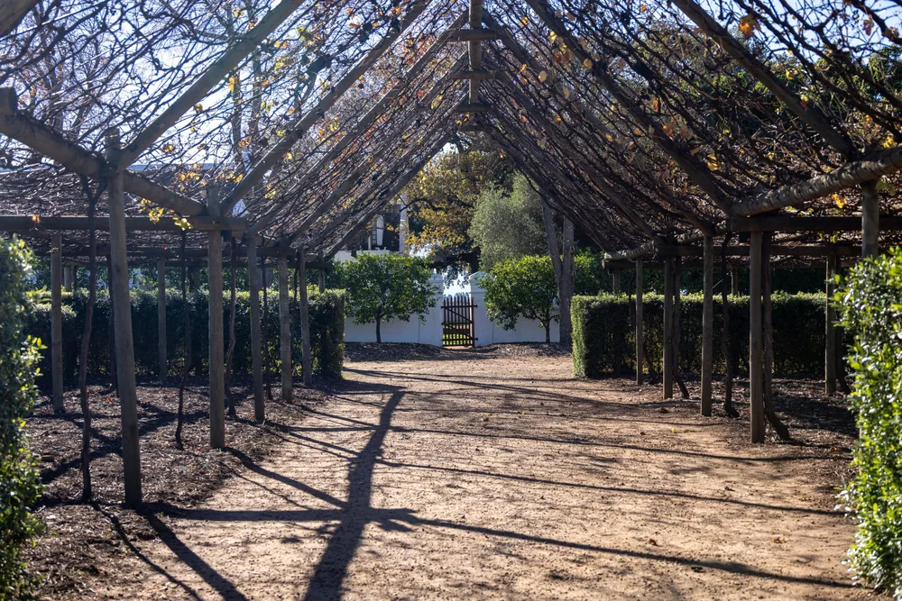 Vineyard pergola casting shadows under the autumn sun, creating a serene pathway