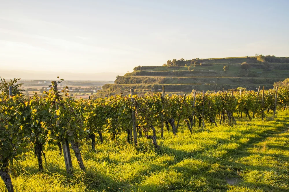 Vineyard rows bathed in golden sunlight on a hill
