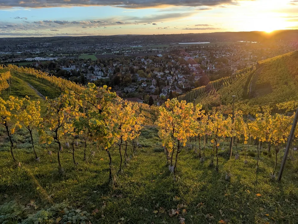 Vineyard rows bathed in golden sunset light overlooking town