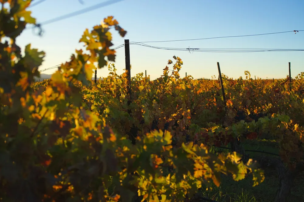 Vineyard rows bathed in warm golden hour sunlight