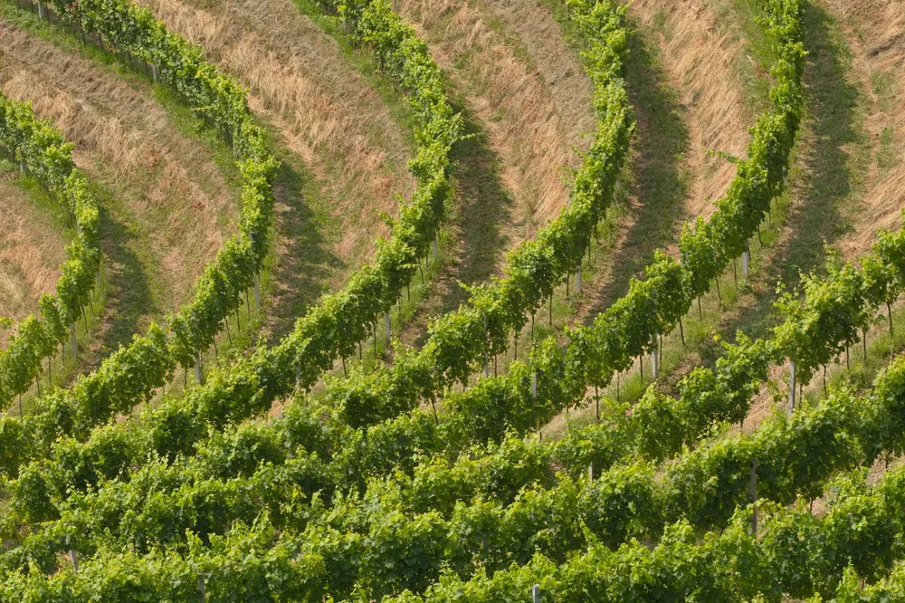 Vineyard rows illustrating growth and nature in a rural setting