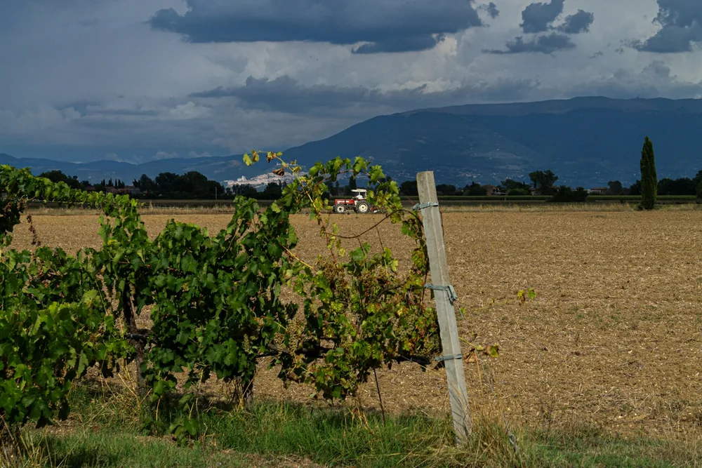 Vineyard rows in a dry, harvested field under stormy skies