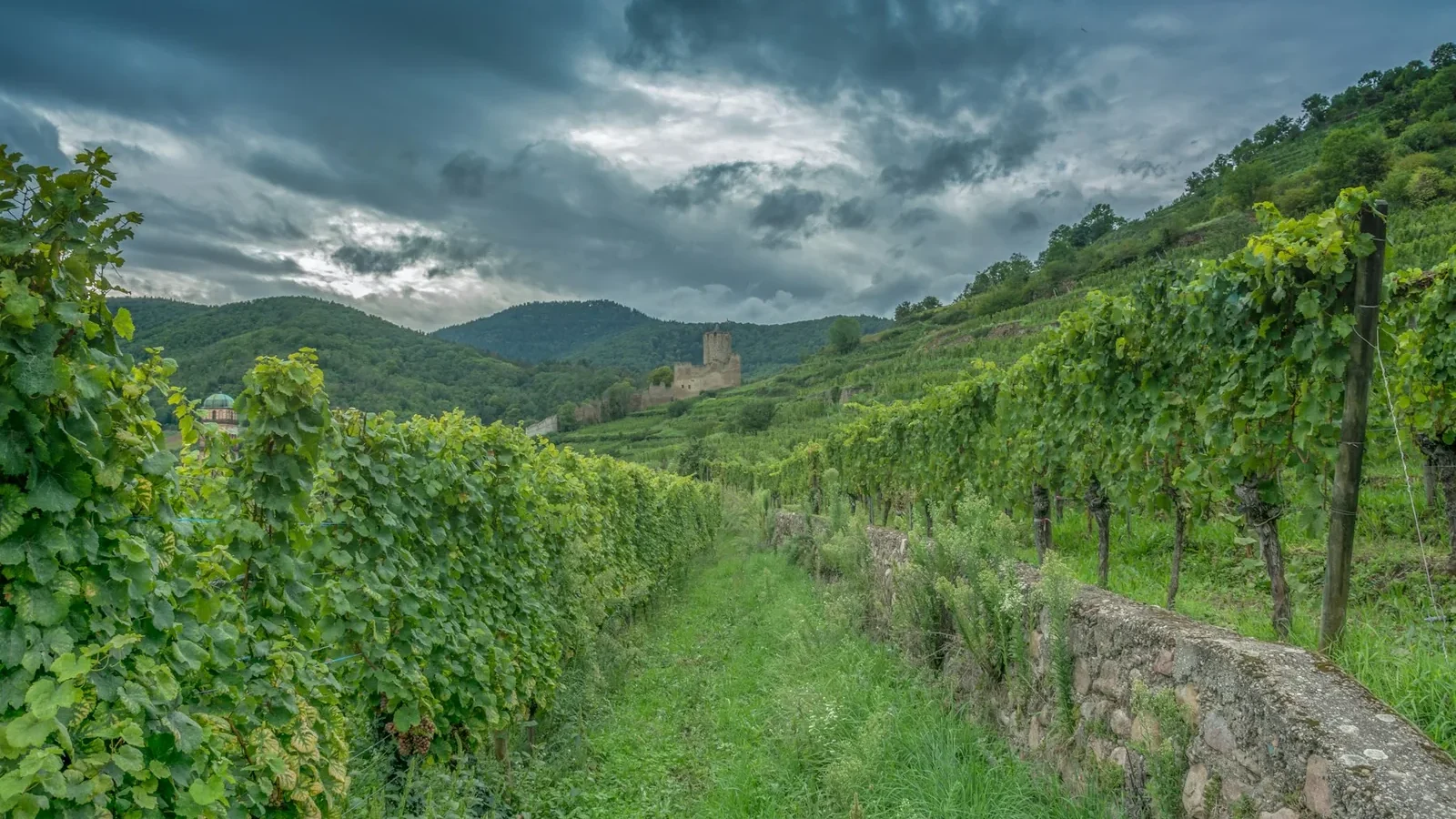 Vineyard rows leading to a distant castle ruins