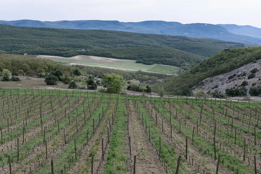 Vineyard rows leading to rolling green hills