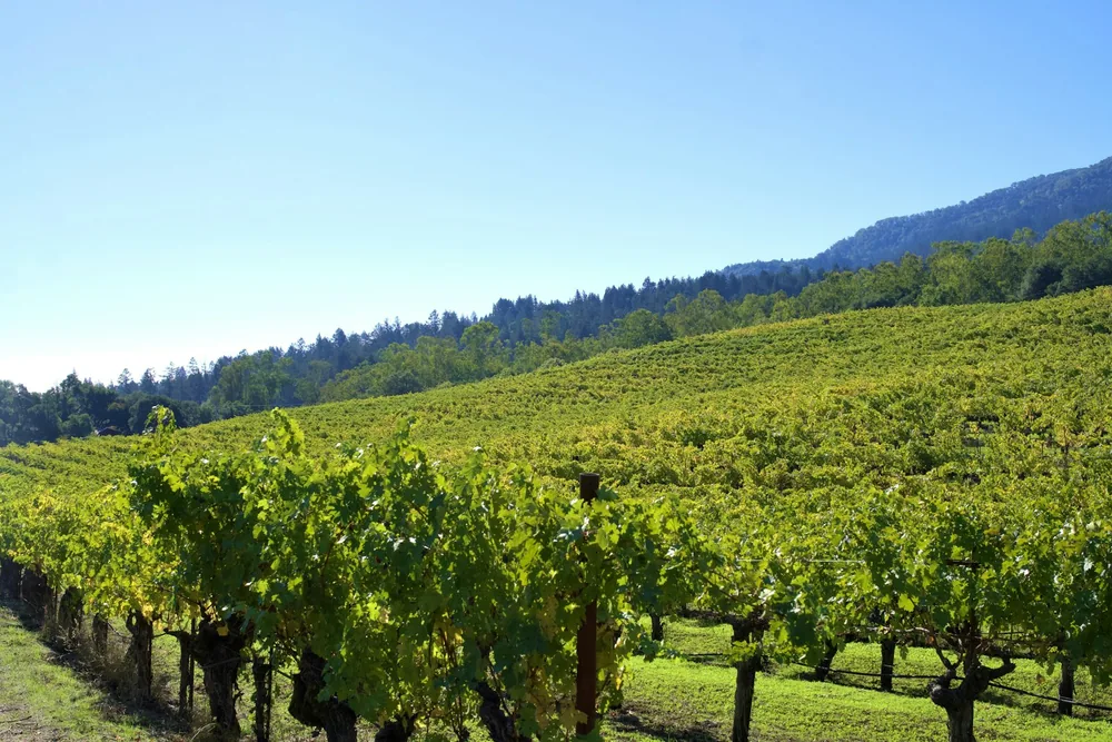 Vineyard rows on a sunny hillside