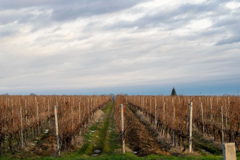 Vineyard rows stretch into the distance under a cloudy sky, capturing the tranquility of nature