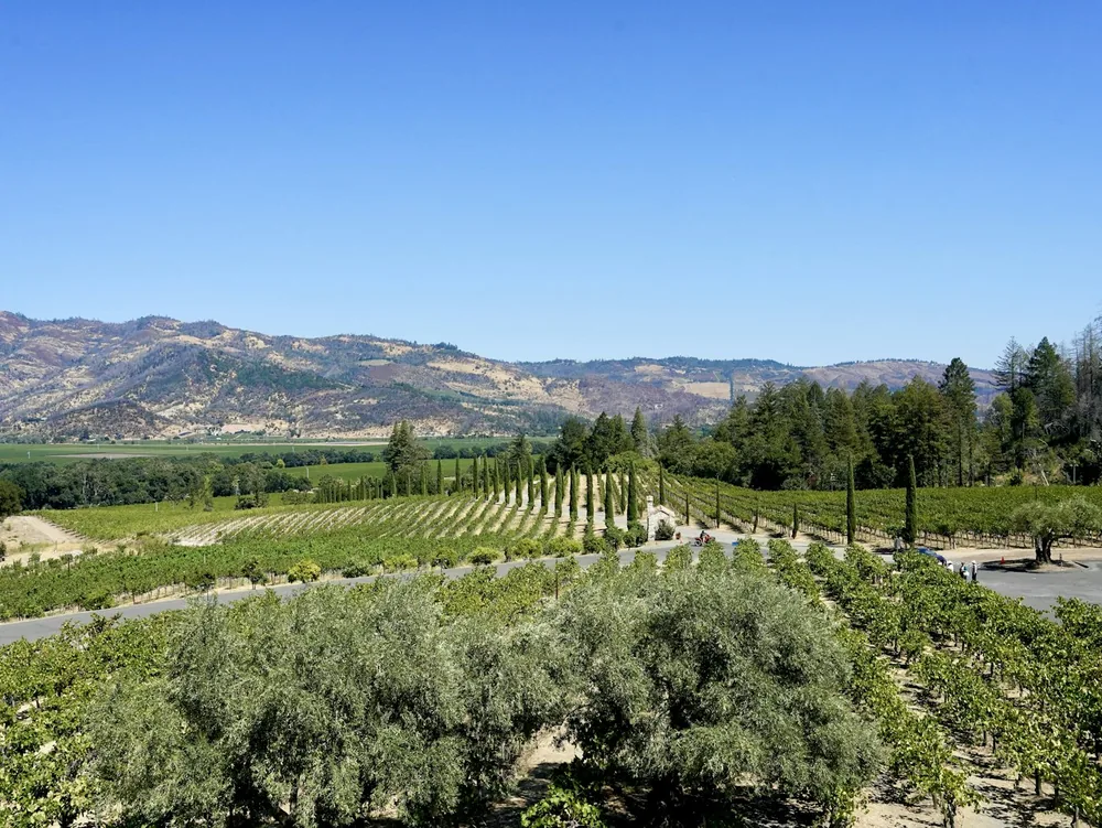 Vineyard rows stretch towards distant mountains