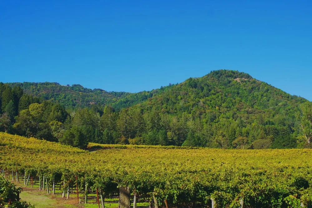 Vineyard rows stretch towards green hills under blue sky