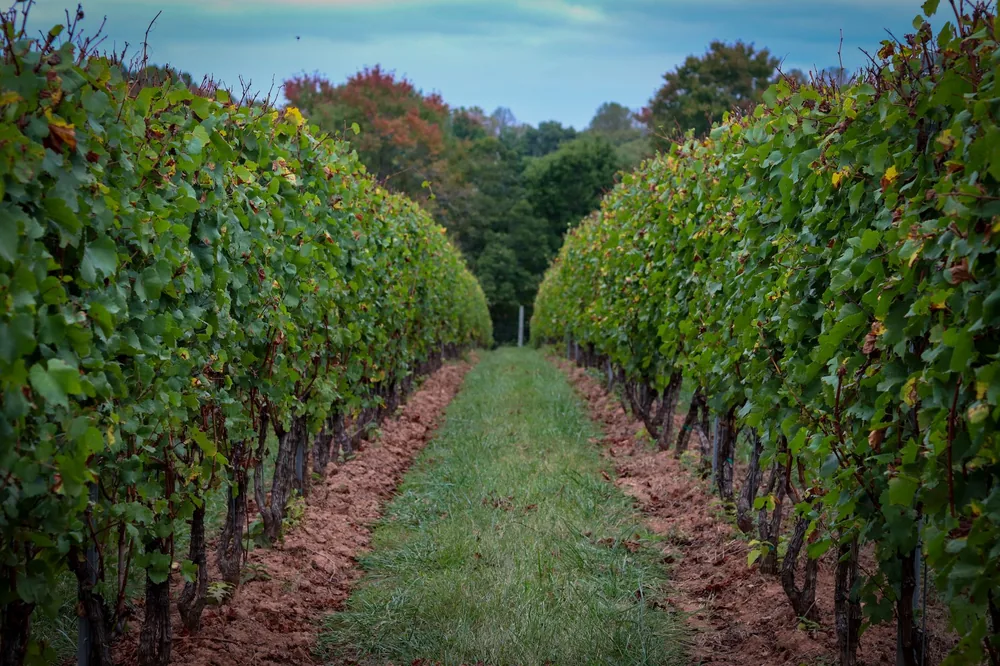 Vineyard rows stretching into the distance on a tranquil autumn day
