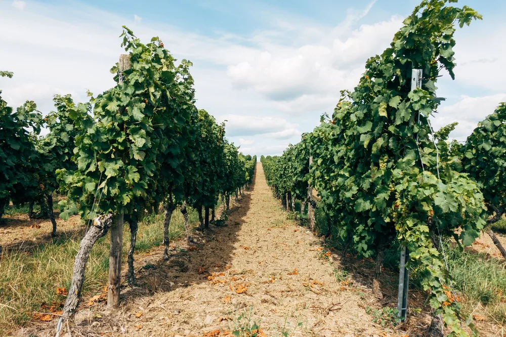 Vineyard rows under a bright summer sky, perfect for wine tourism and agriculture themes