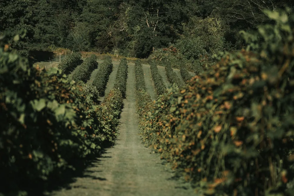 Vineyard rows under a canopy of green foliage, captured in late summer