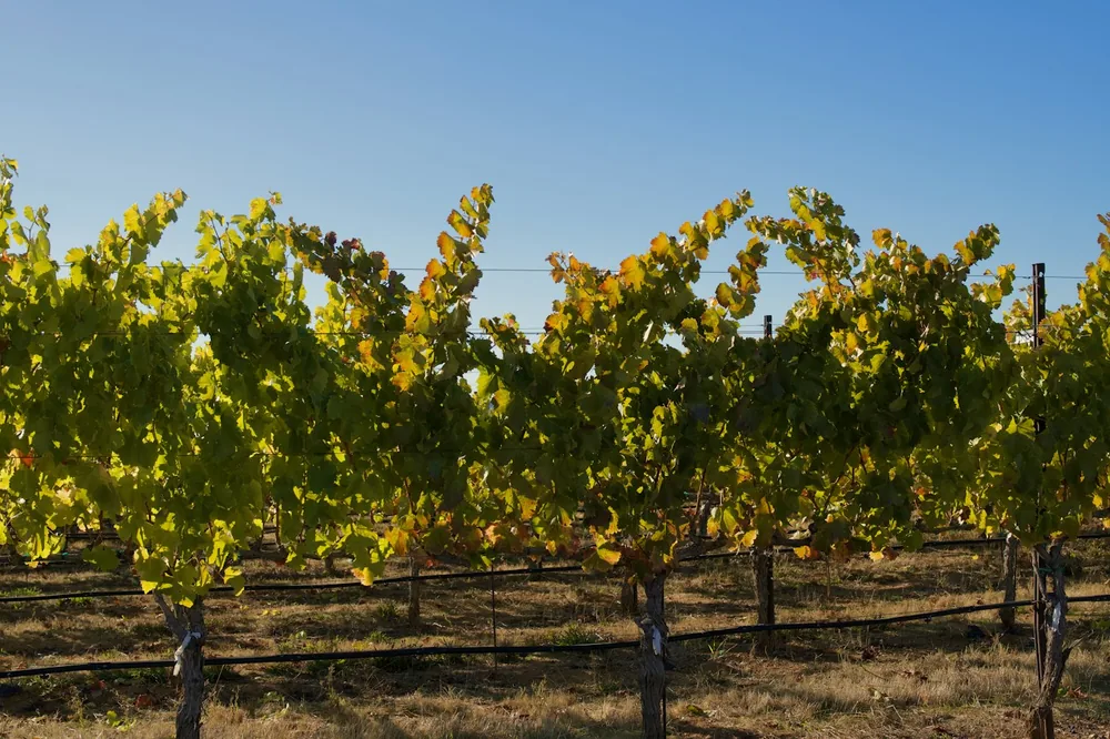 Vineyard rows under a clear blue sky