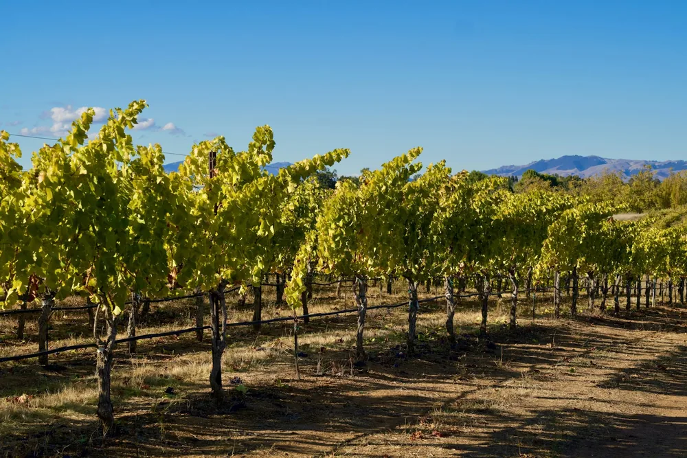Vineyard rows under a clear blue sky