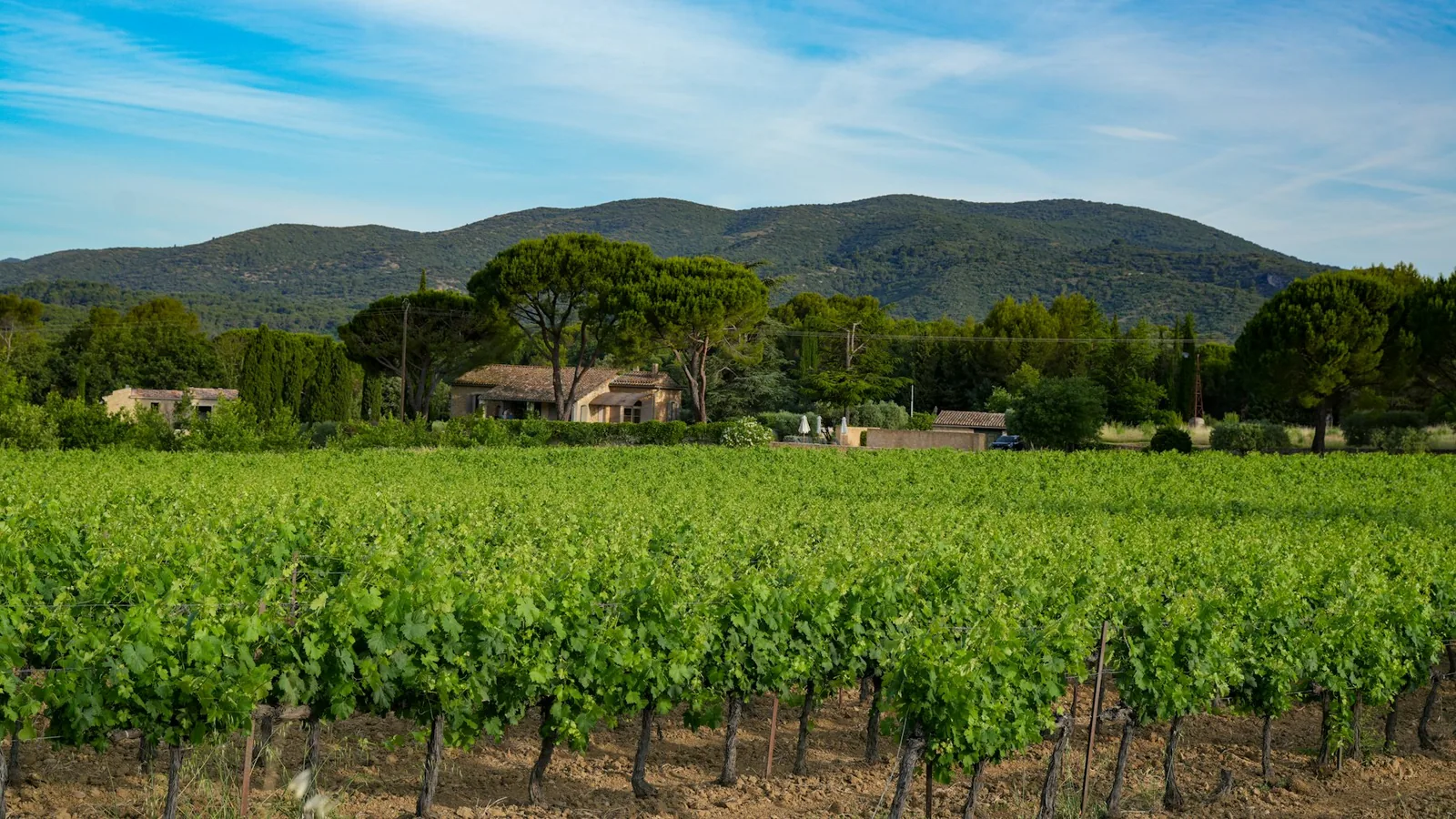 Vineyard rows with a farmhouse and mountains under blue sky