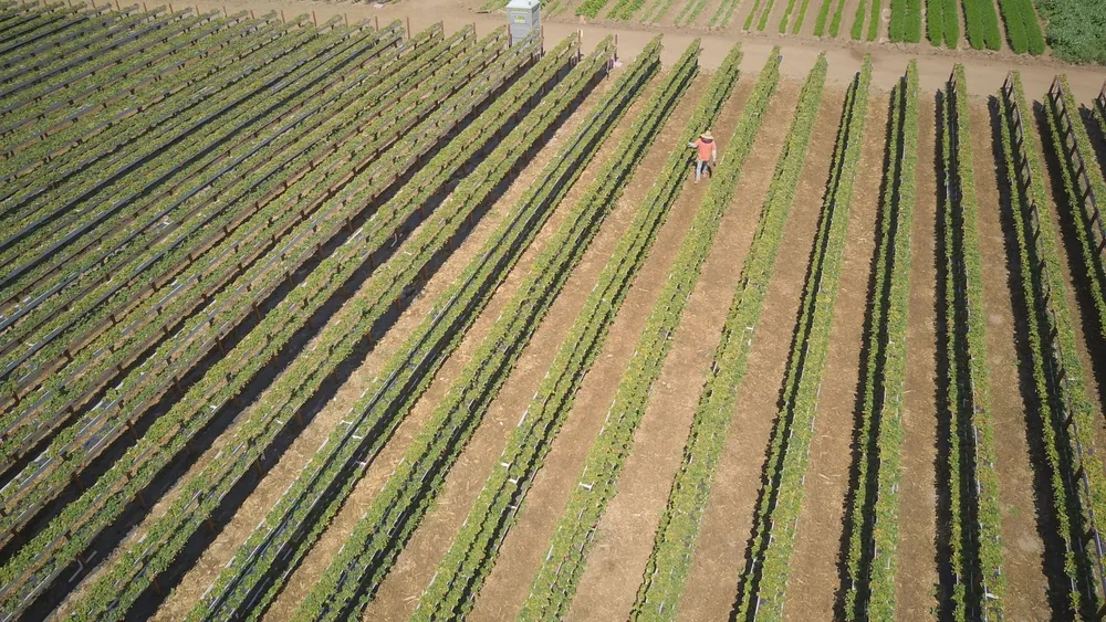 Vineyard rows with a single worker tending to the plants