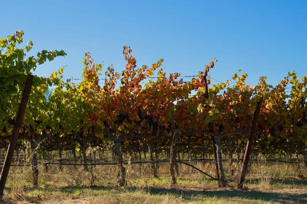 Vineyard rows with autumn-colored leaves under a clear sky