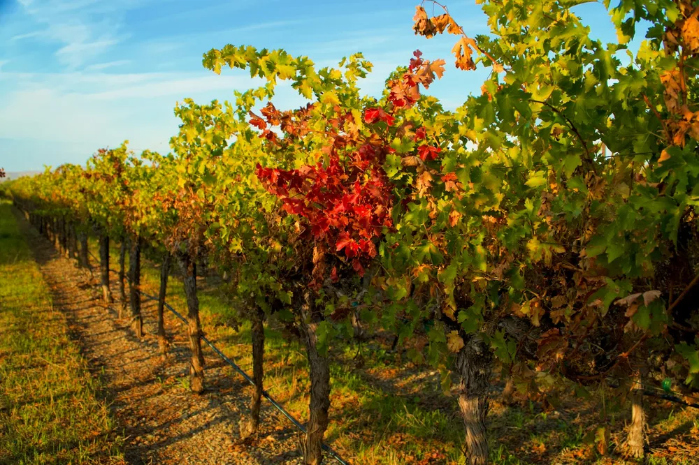 Vineyard rows with autumn colored leaves under blue sky