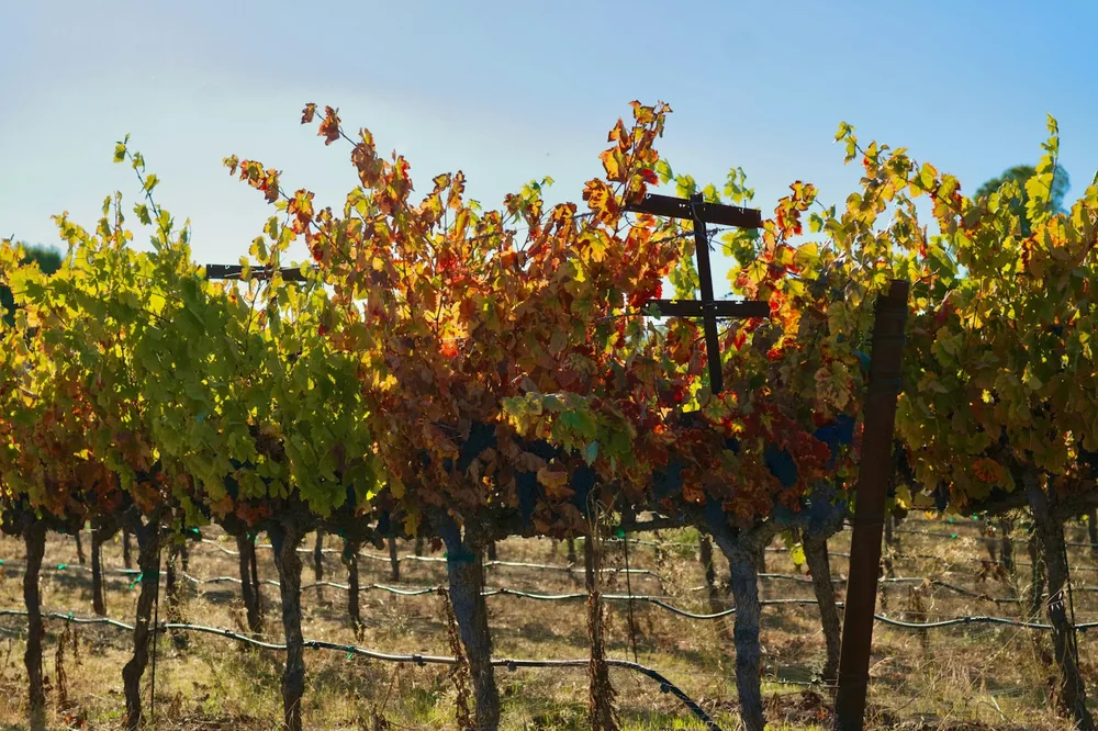 Vineyard rows with autumn colored leaves