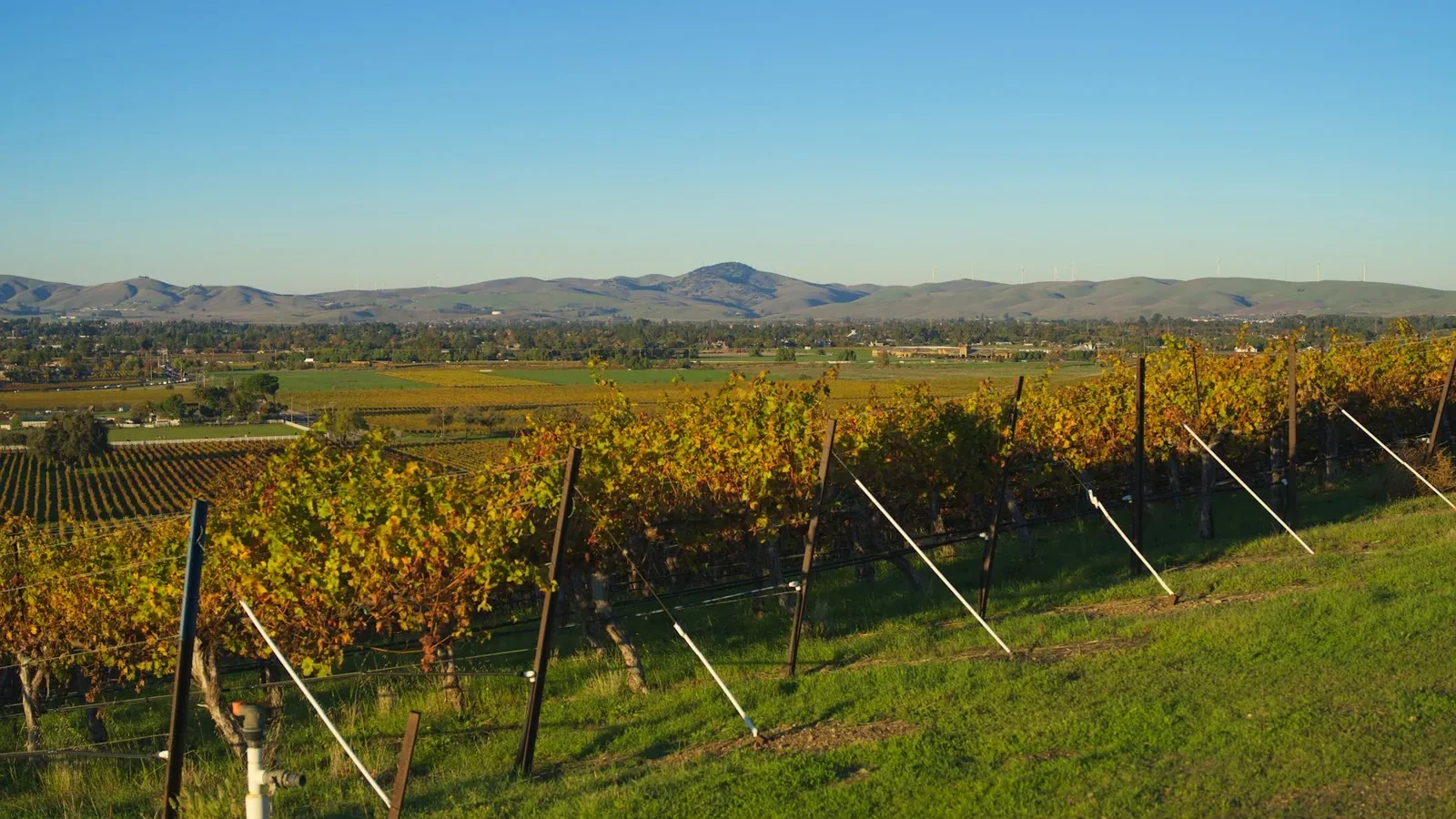Vineyard rows with autumn foliage under a clear sky