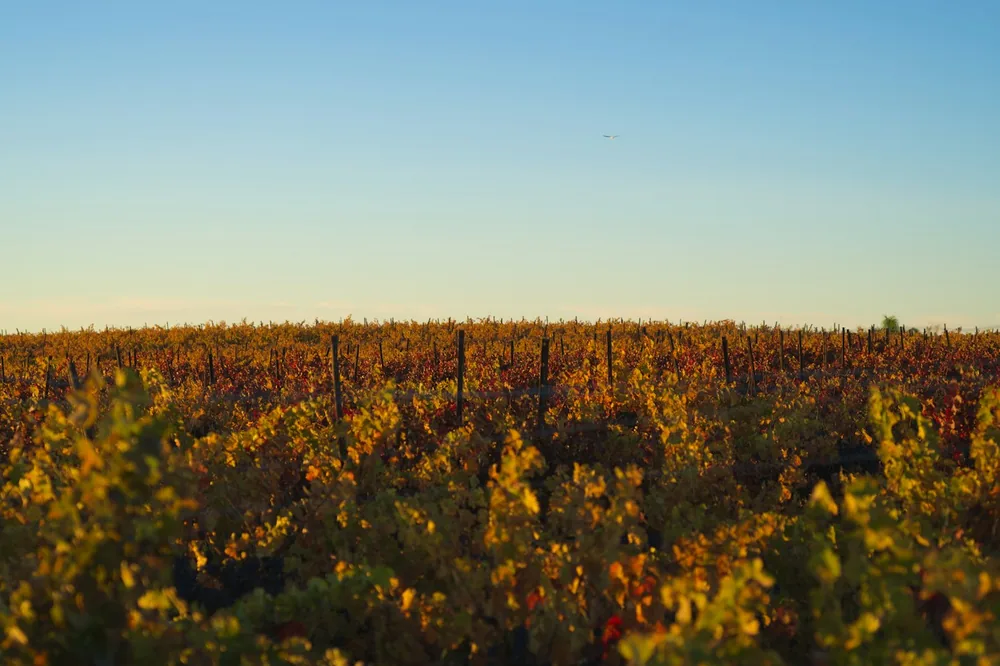 Vineyard rows with autumn foliage under a clear sky