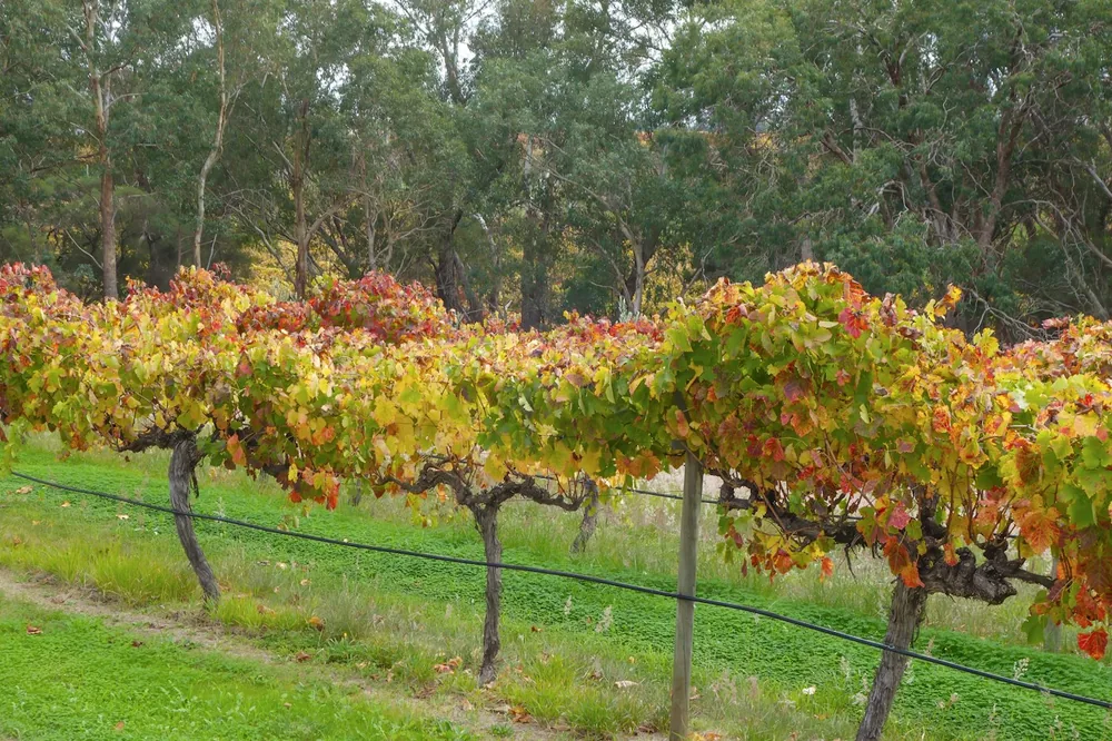 Vineyard rows with colorful autumn leaves and green grass