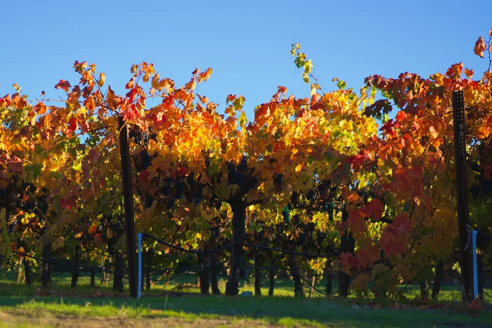 Vineyard rows with colorful autumn leaves under a clear sky