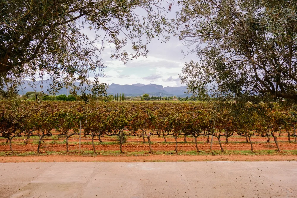 Vineyard rows with distant mountains under cloudy sky