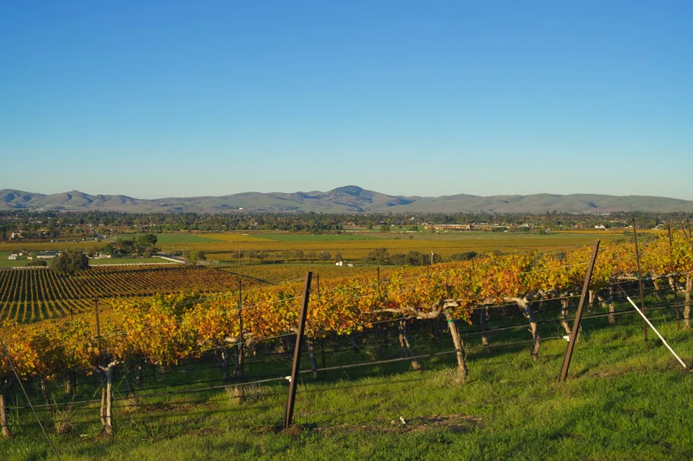 Vineyard rows with golden autumn leaves under clear sky