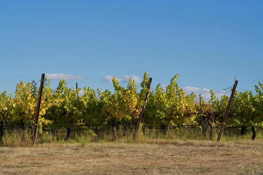 Vineyard rows with golden leaves under blue sky