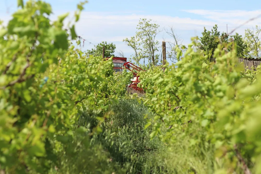 Vineyard rows with lush green grapevines and distant building