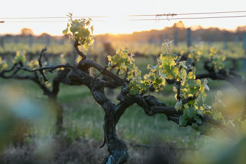 Vineyard rows with new growth at sunset