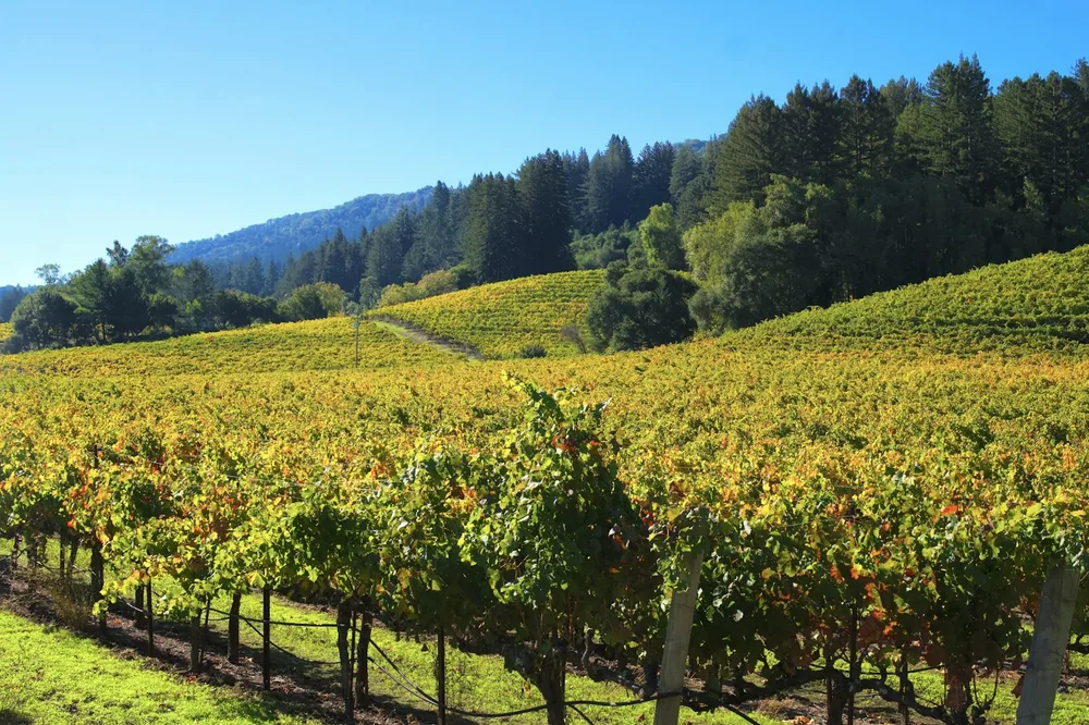 Vineyard rows with rolling hills and trees under blue sky