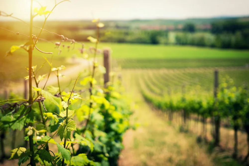 Vineyard's landscape in early summer