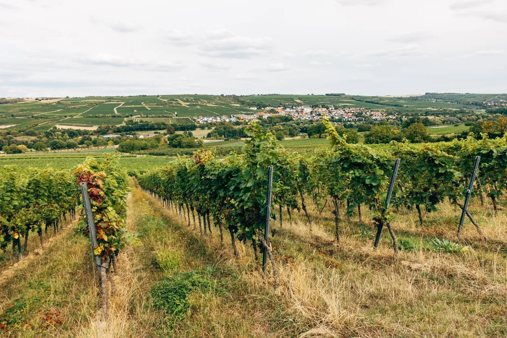Vineyard scene showcasing lush grapevines and a scenic view of the countryside, perfect for wine enthusiasts