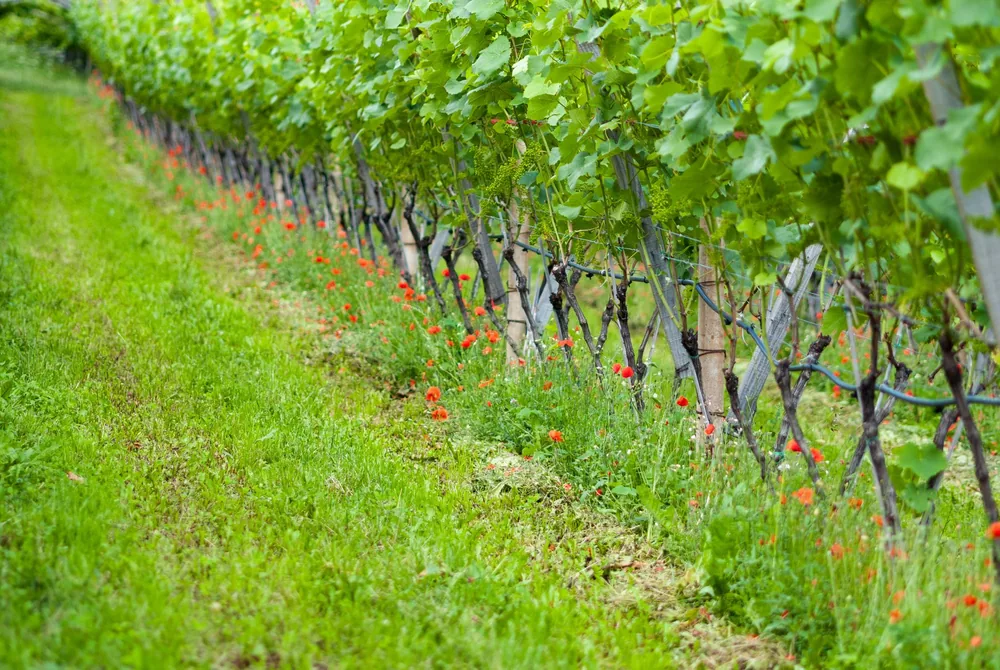 Vineyard scene showcasing lush grapevines with green leaves and a grassy pathway, ideal for nature and agriculture themes